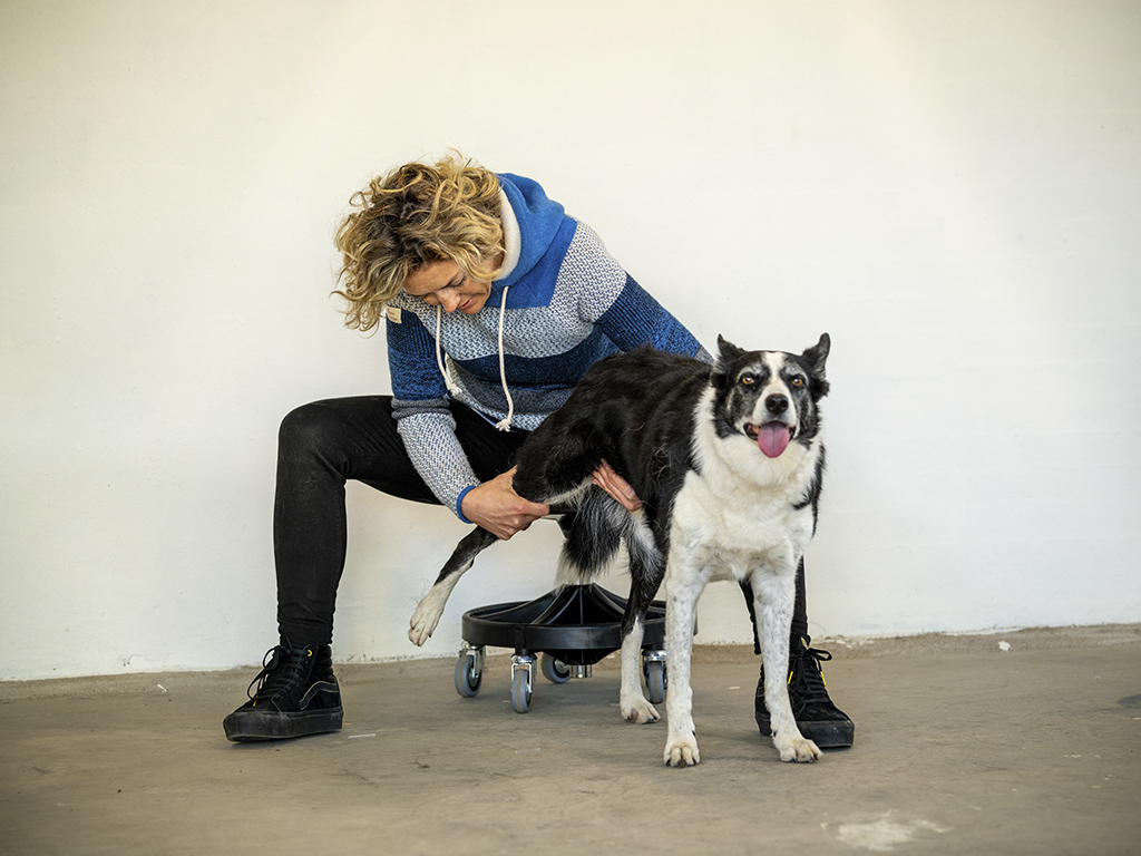 Gigt hos hunde