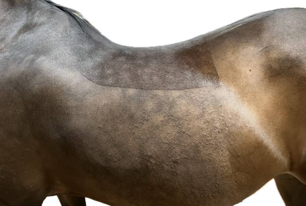 Svajrygget hest